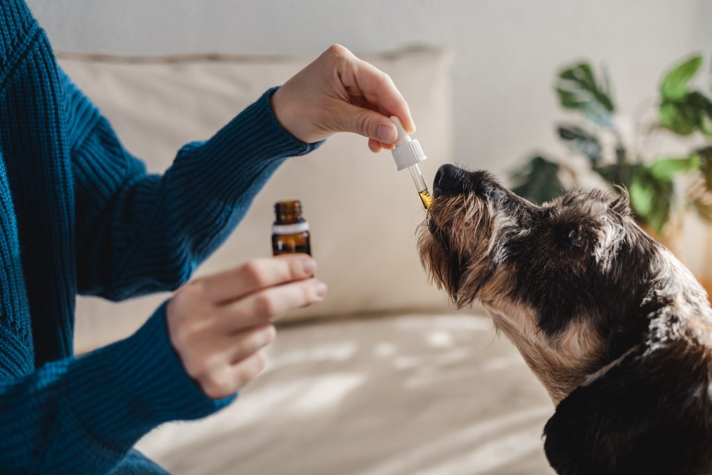 CBD Dosing for Dogs