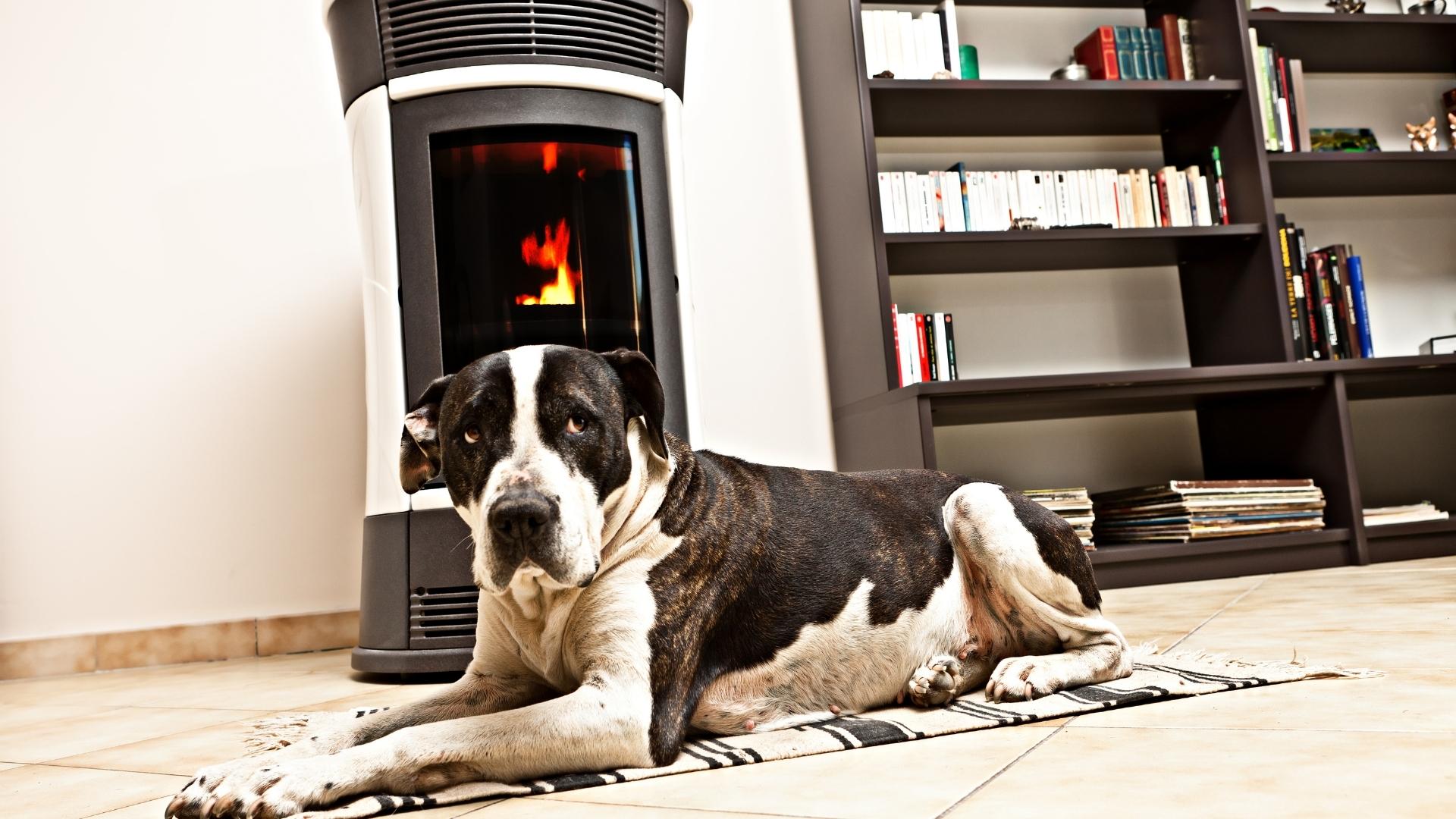 dog keeping warm beside a wood stove